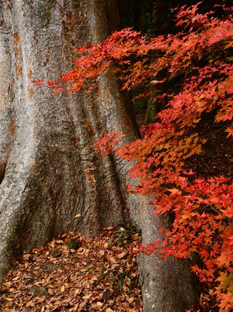 富貴寺の紅葉 大分県豊後高田市田染蕗 日々の 楽しい をみつけるブログ