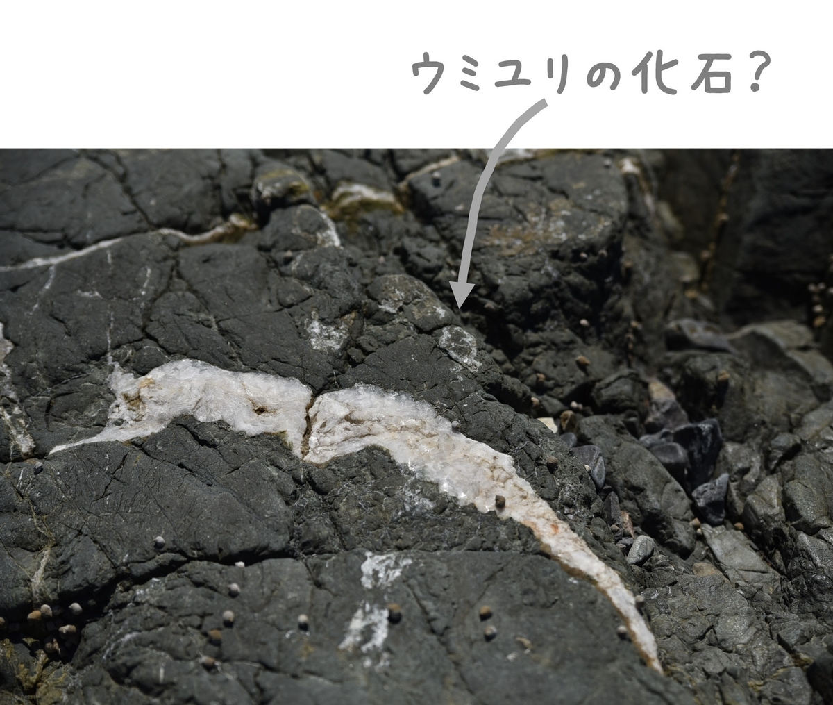 ウミユリの化石が見られる梅花石岩層 福岡県北九州市門司区白野江 櫛ノ