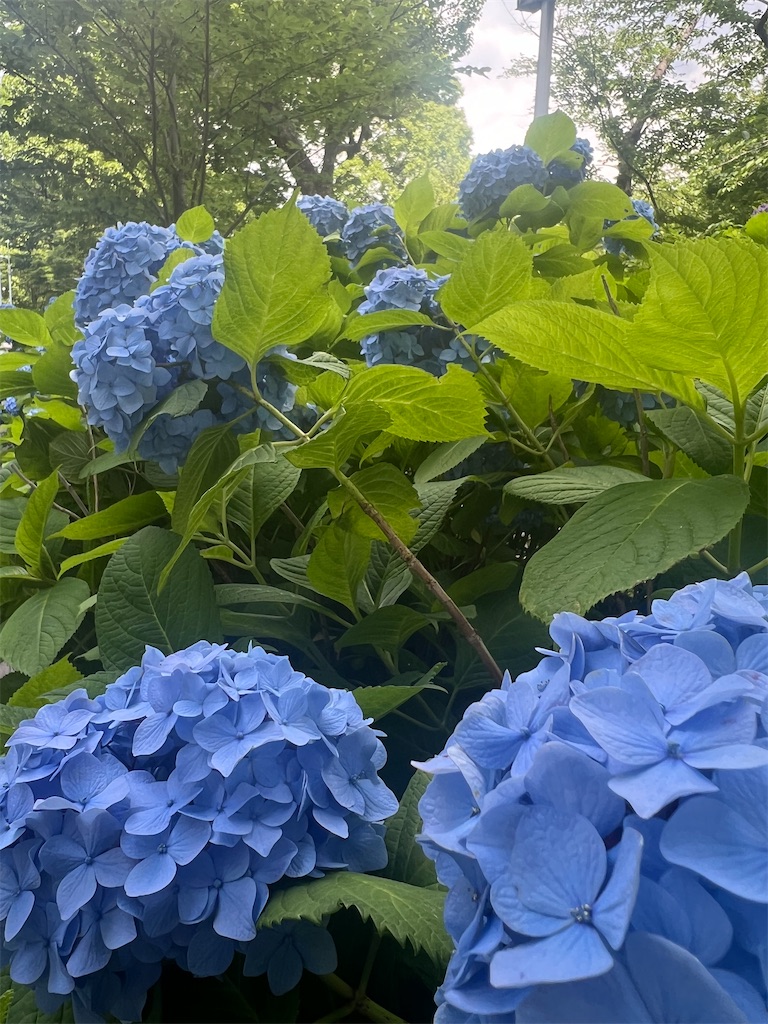 f:id:rei-tokyo:20240704001417j:image