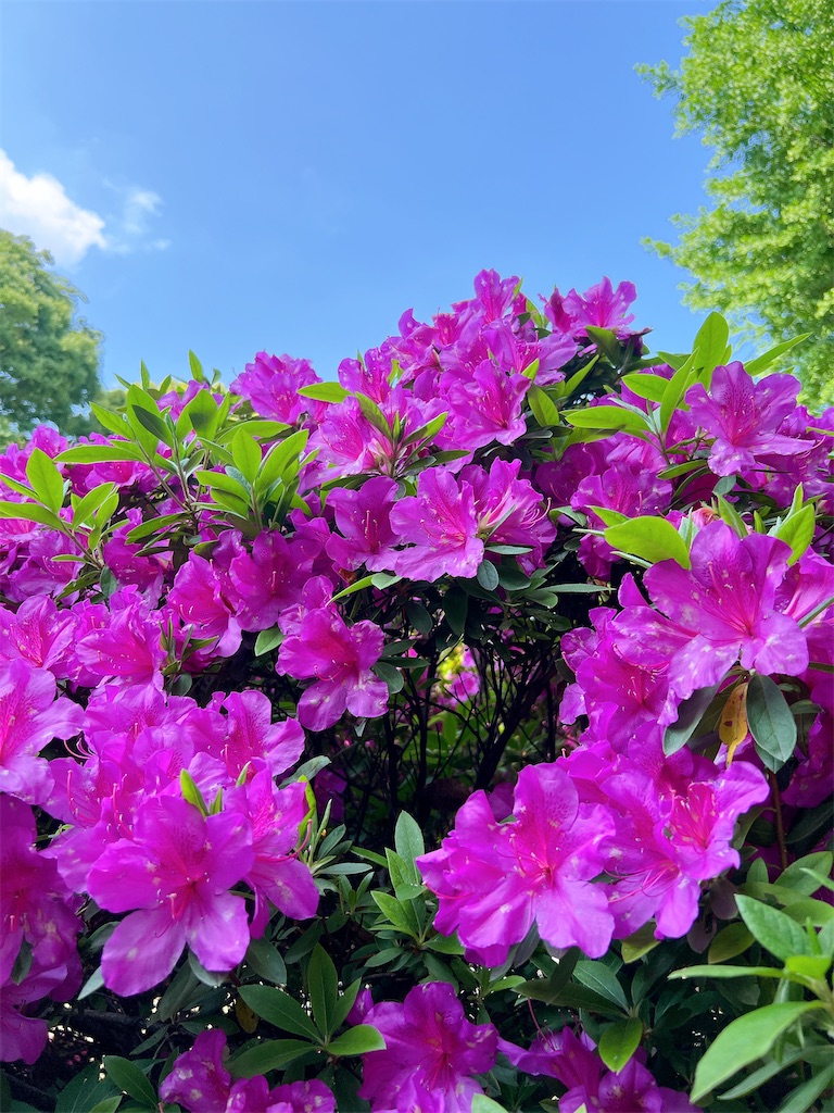 f:id:rei-tokyo:20250522125015j:image