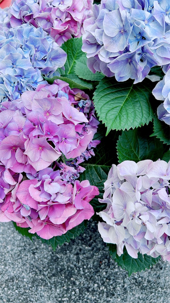 f:id:rei-tokyo:20260614090036j:image f:id:rei-tokyo:20260614090036j:image