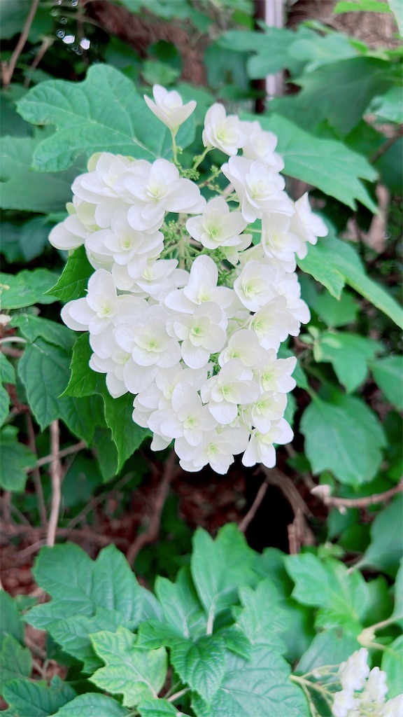 f:id:rei-tokyo:20260614090130j:image f:id:rei-tokyo:20260614090130j:image