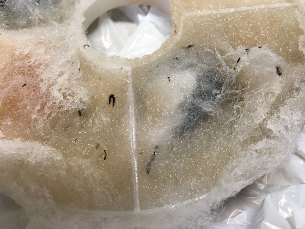 グロ注意 猫の水飲み器に虫が 南瓜の馬車 いいわけでも許して