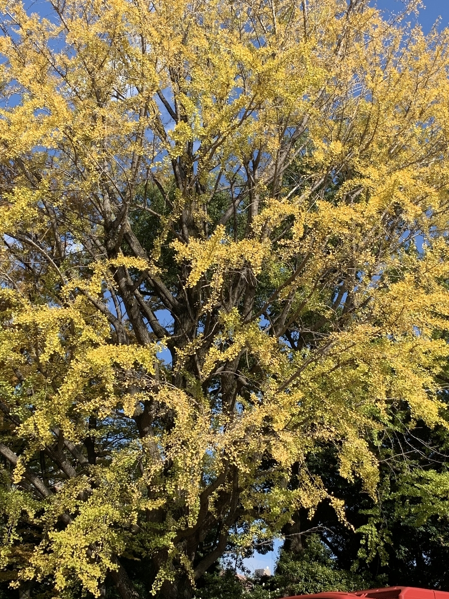 f:id:rei33min:20191116192407j:plain f:id:rei33min:20191116192407j:plain