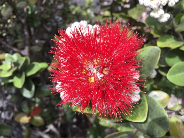 ハワイ8島のお花とカラーをご紹介します。 - ムリせず頑張りすぎない生活