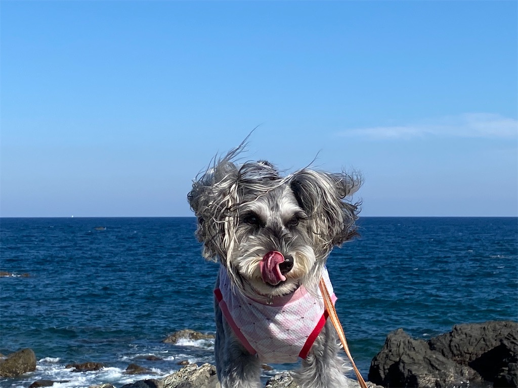 f:id:reiapapa:20200922171836j:image