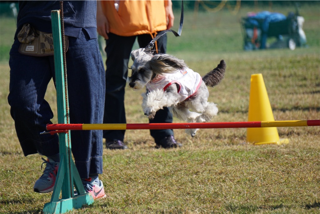 f:id:reiapapa:20201103140228j:image