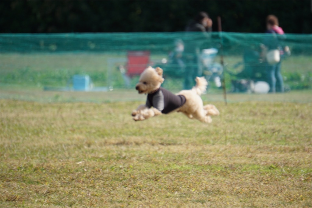 f:id:reiapapa:20201103220026j:image