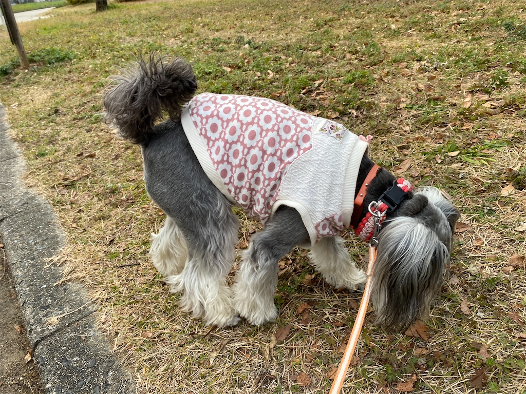 f:id:reiapapa:20201228113547j:image