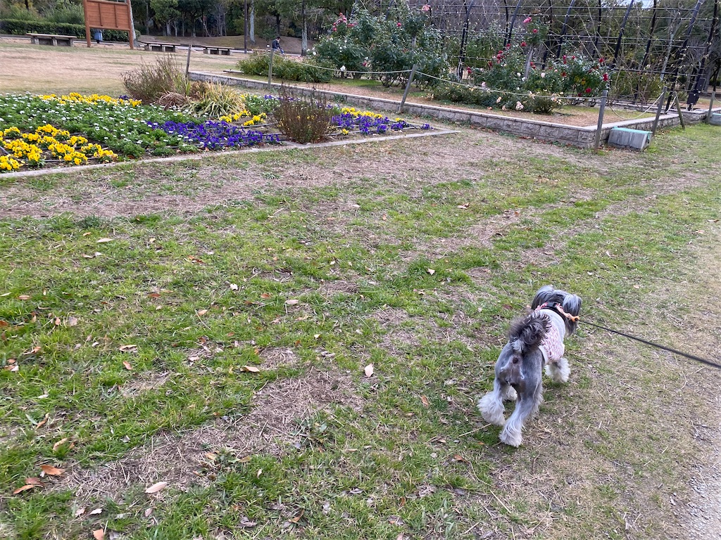 f:id:reiapapa:20201228113820j:image