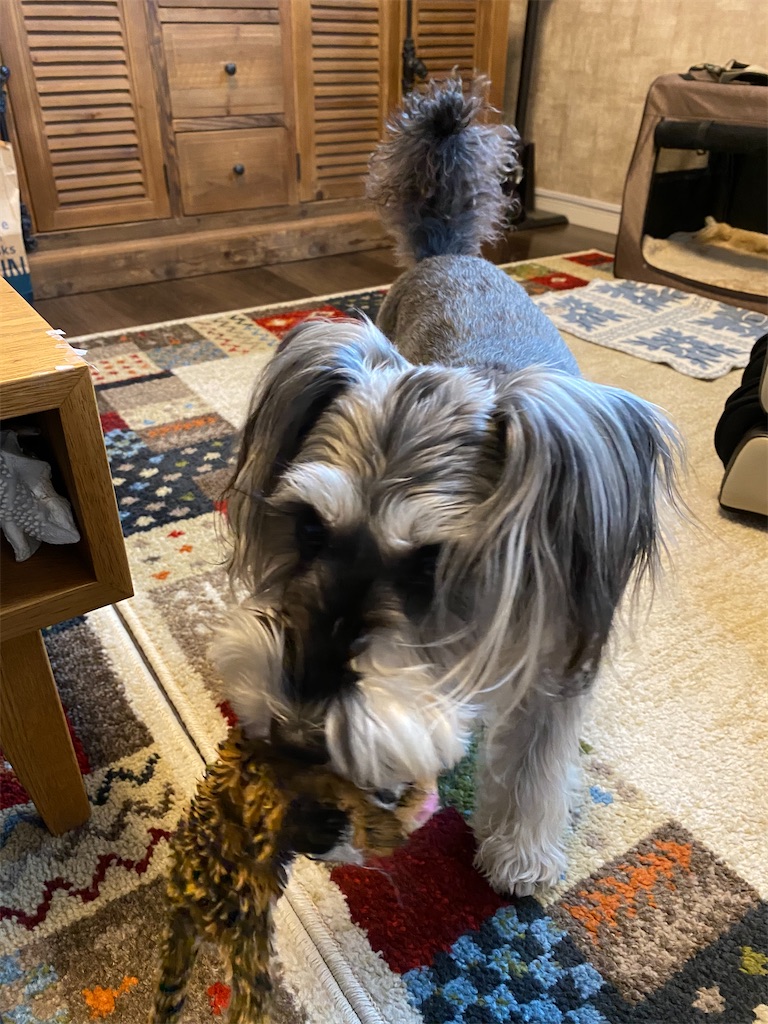 f:id:reiapapa:20210204133958j:image