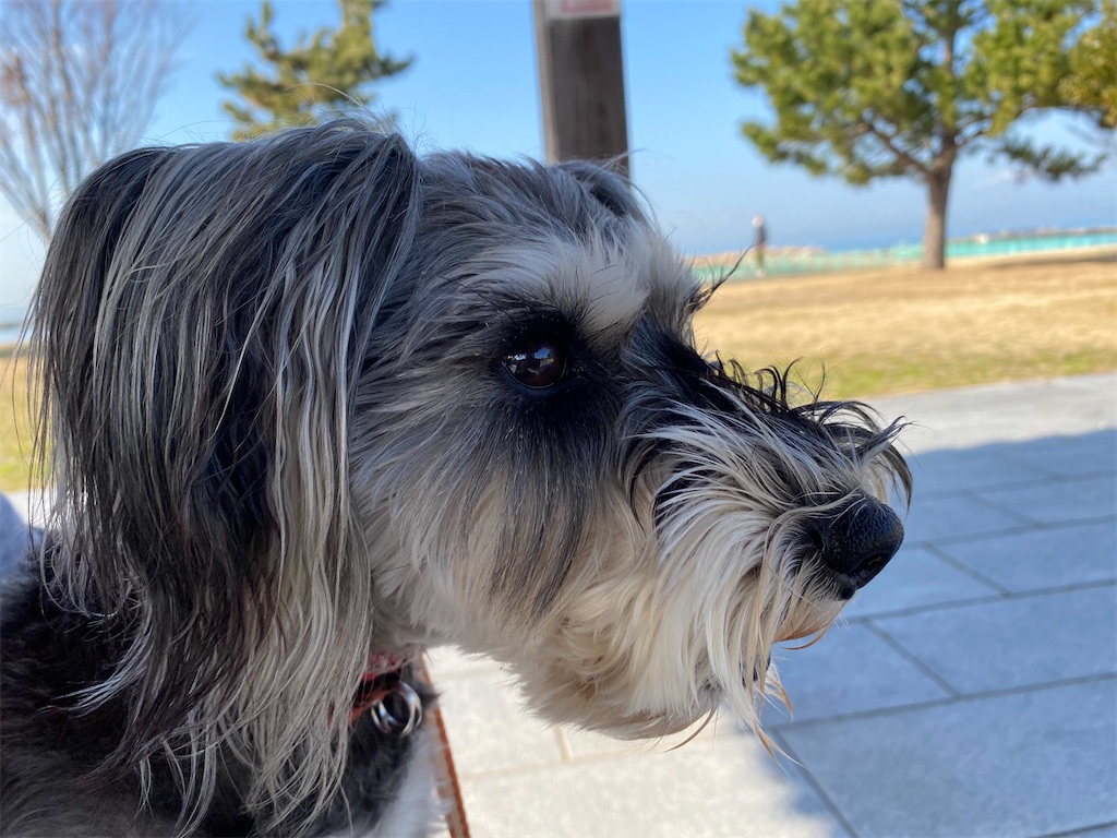 f:id:reiapapa:20210213165348j:image