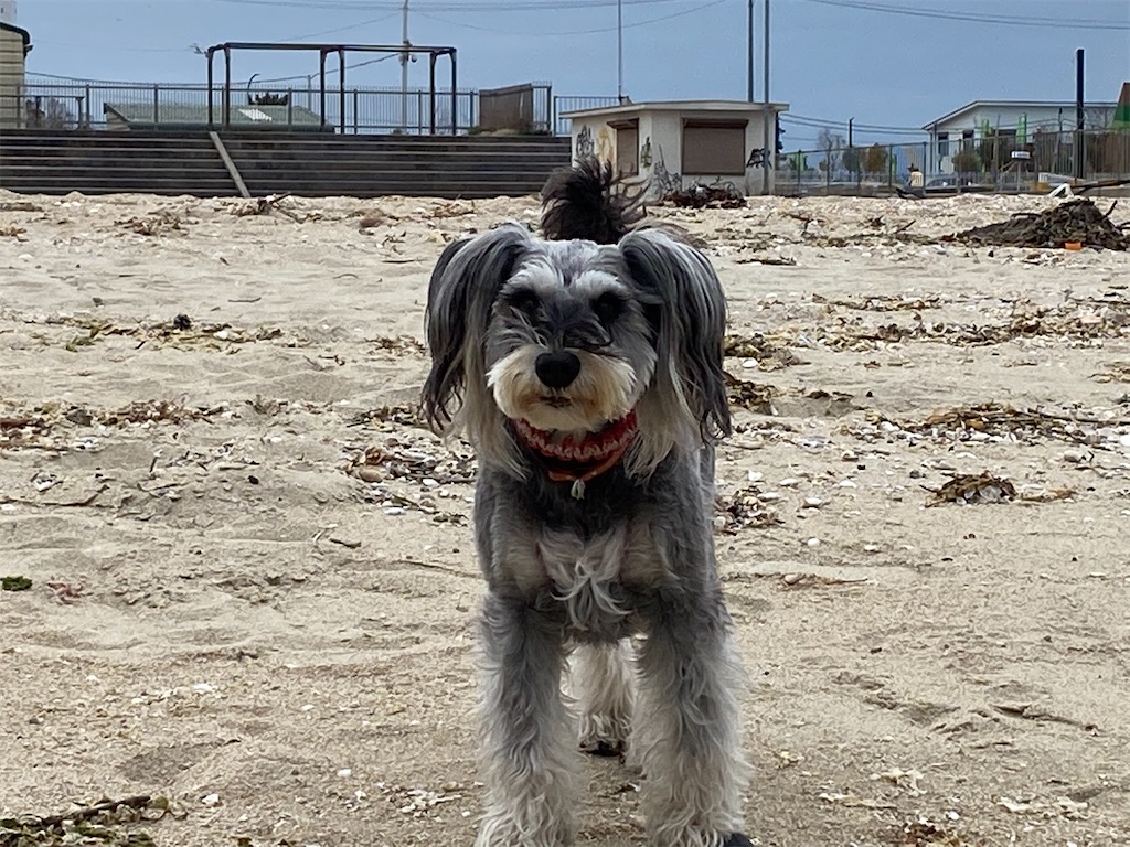 f:id:reiapapa:20210320170038j:image