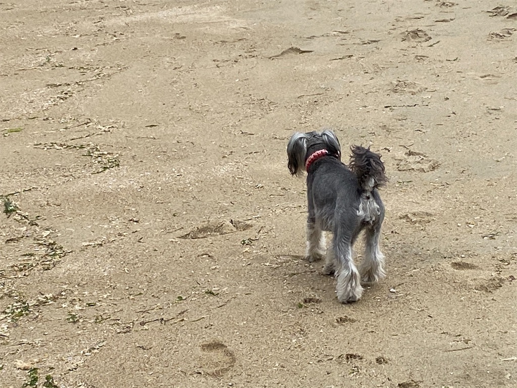 f:id:reiapapa:20210320170218j:image