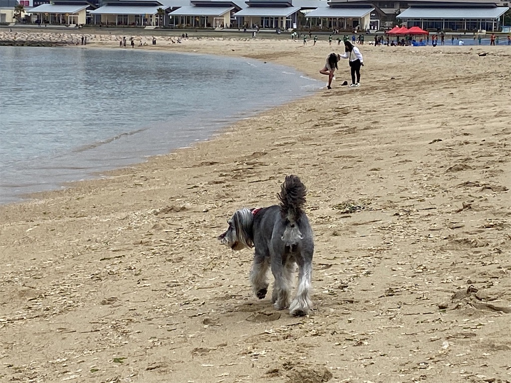 f:id:reiapapa:20210320170259j:image