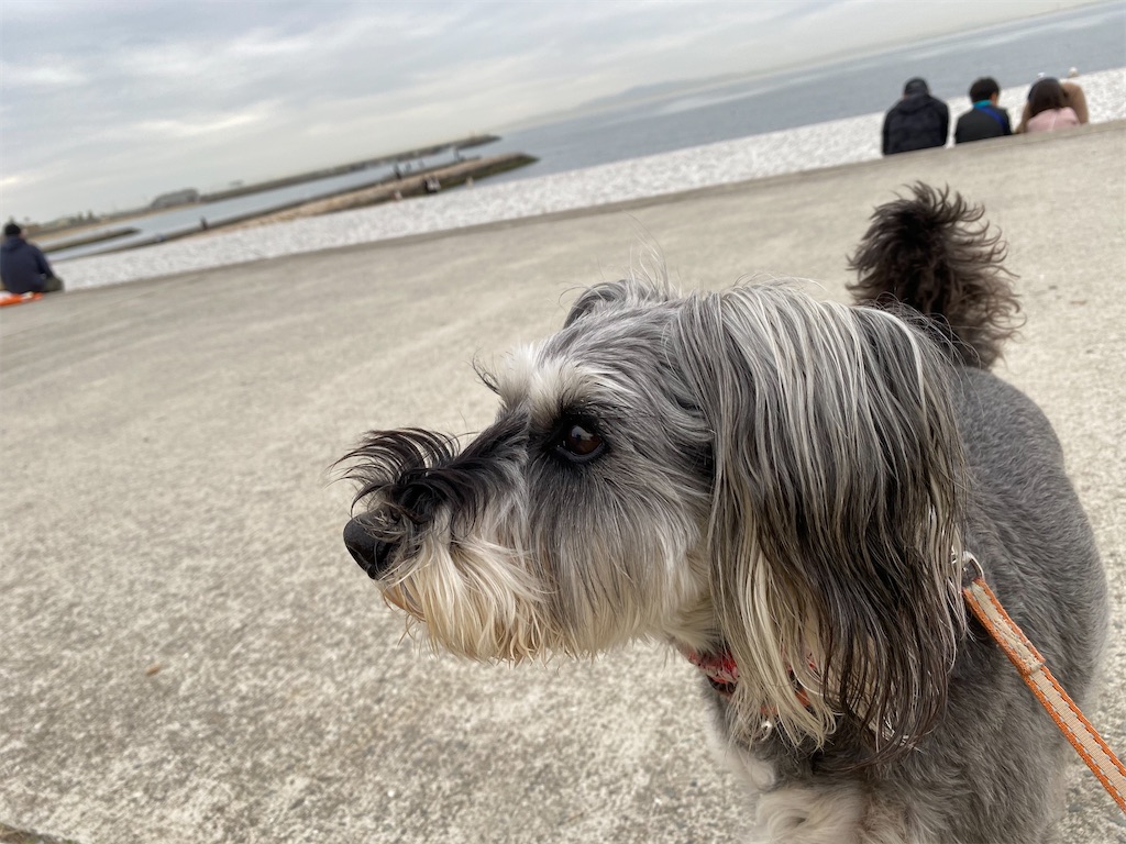 f:id:reiapapa:20210320173739j:image