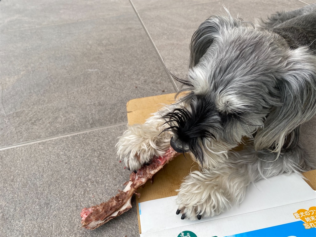 f:id:reiapapa:20210320174011j:image