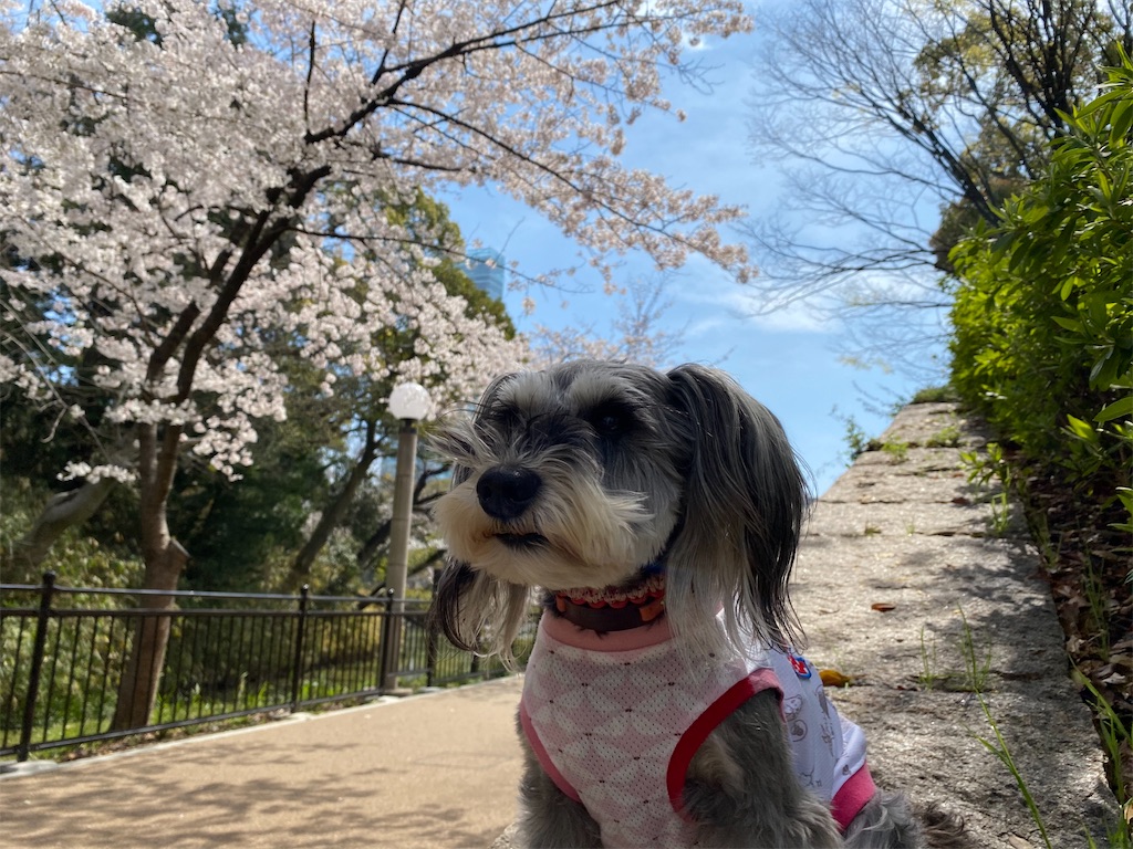f:id:reiapapa:20210327183626j:image