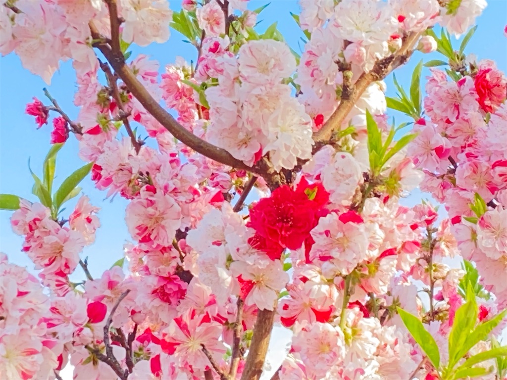 f:id:reiapapa:20210327195545j:image