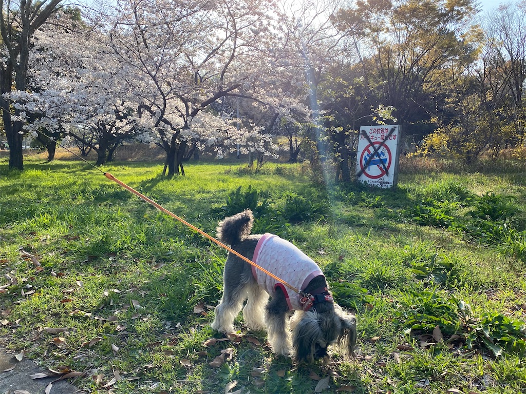 f:id:reiapapa:20210327195845j:image