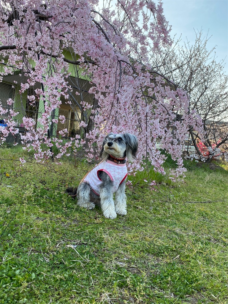 f:id:reiapapa:20210327200125j:image