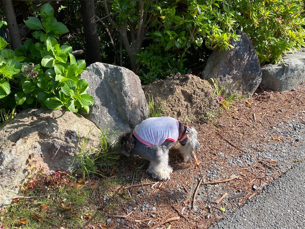 f:id:reiapapa:20210501193432j:image