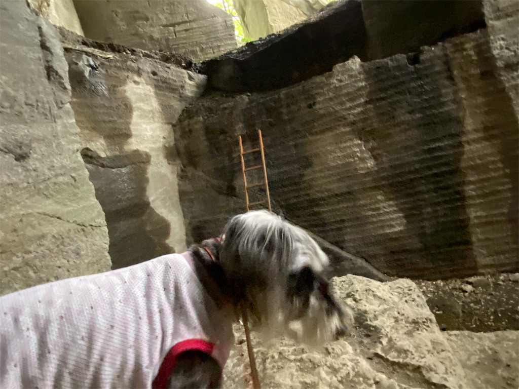 f:id:reiapapa:20210501213200j:image