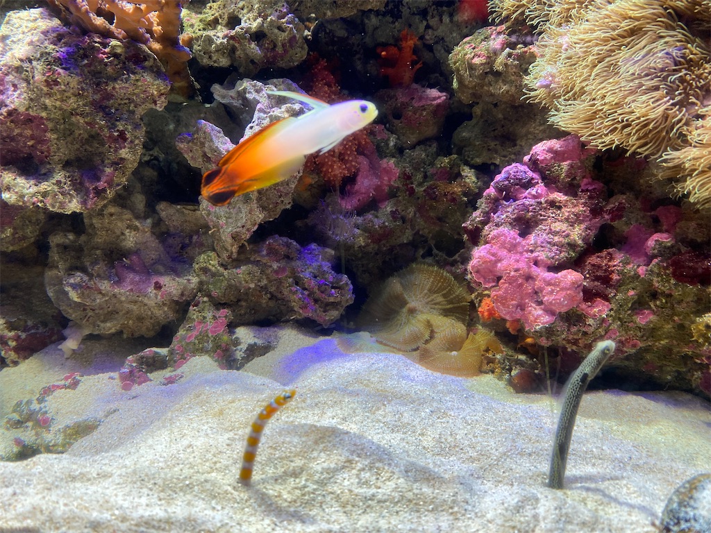 f:id:reiapapa:20210505081809j:image