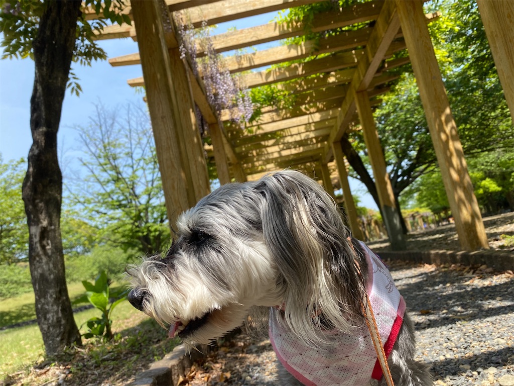 f:id:reiapapa:20210505091552j:image