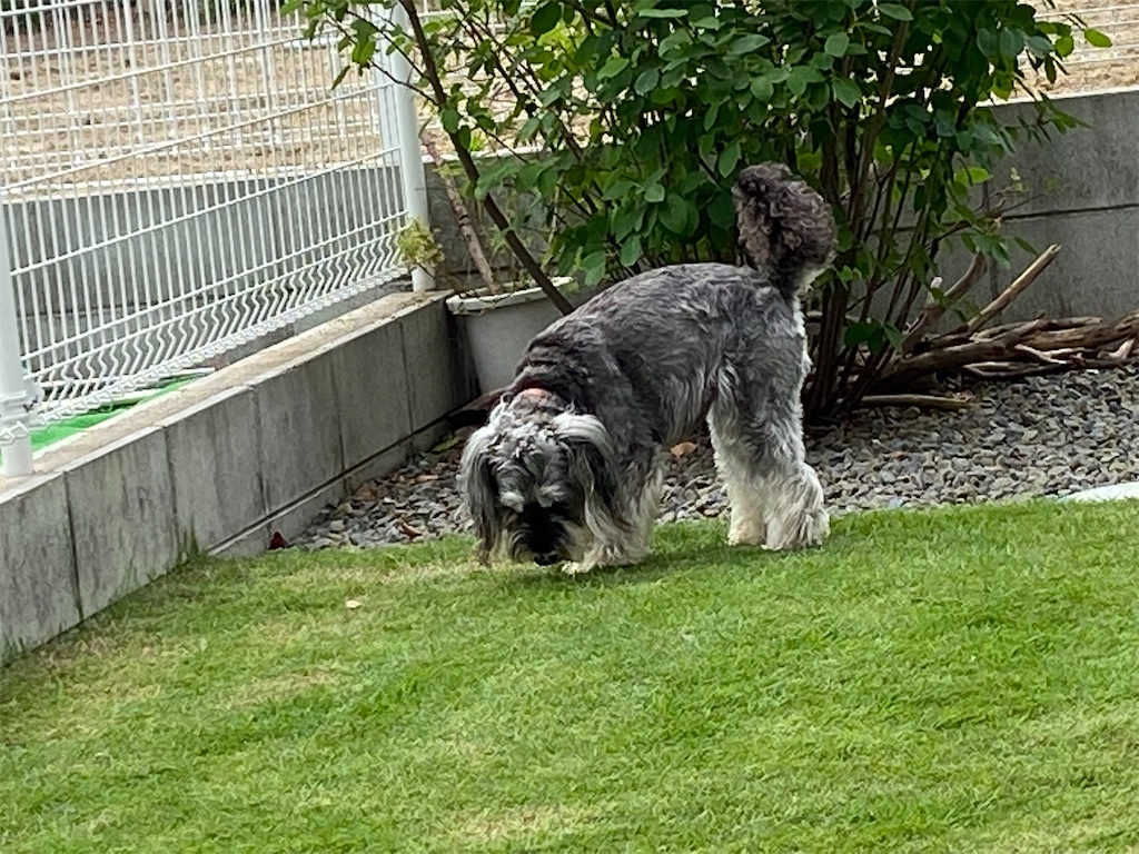 f:id:reiapapa:20210710141403j:image