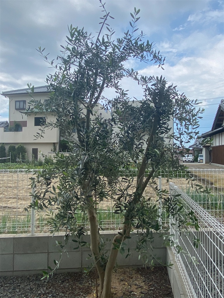 f:id:reiapapa:20210714154021j:image