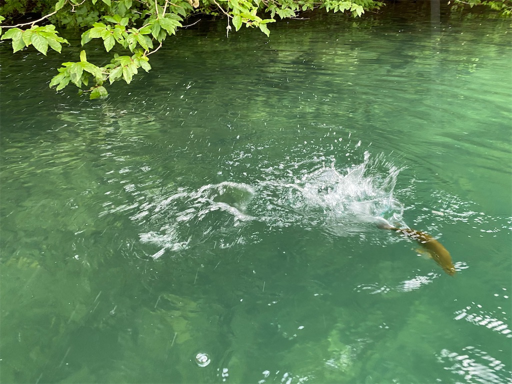 f:id:reiapapa:20210808070445j:image