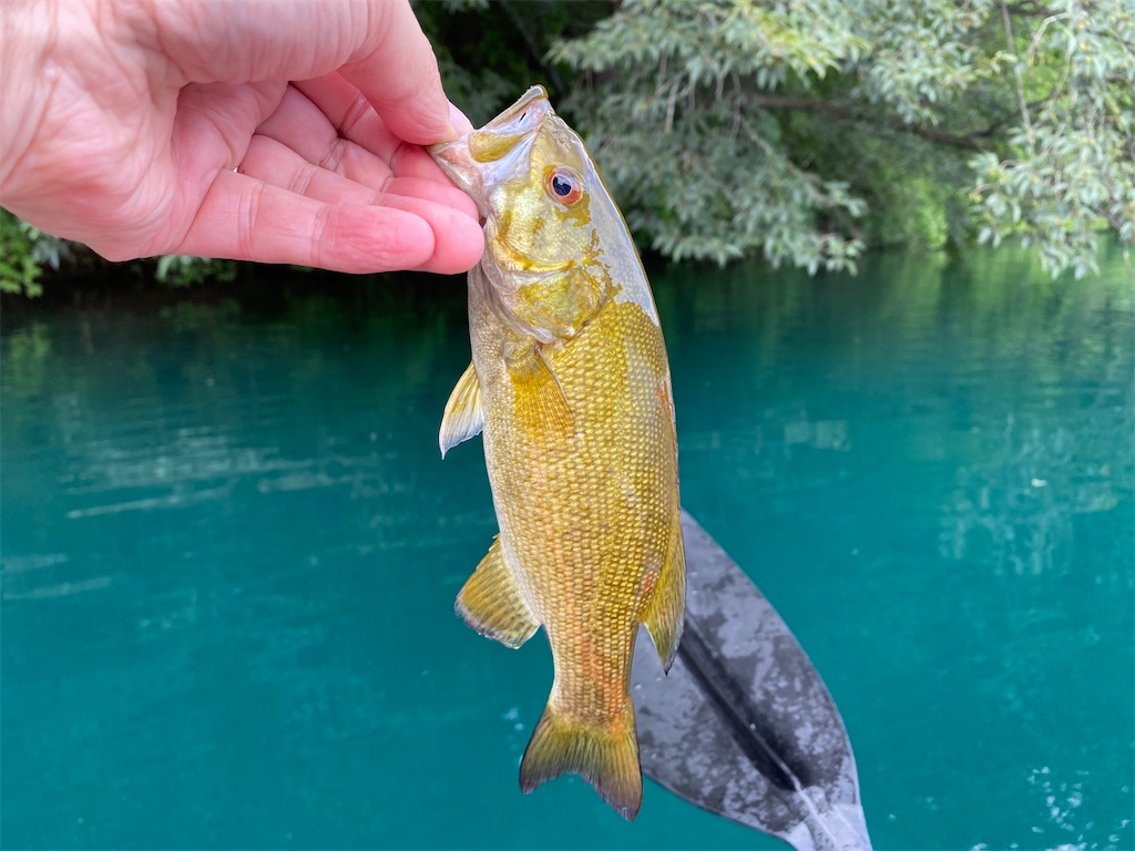 f:id:reiapapa:20210808071100j:image