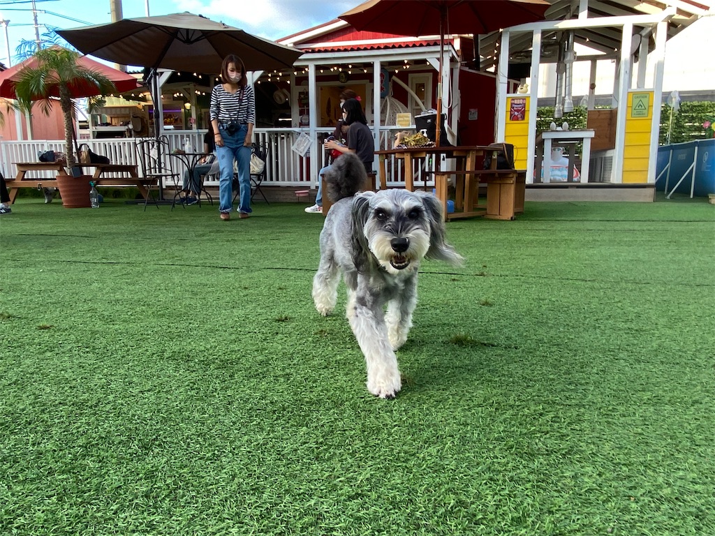 f:id:reiapapa:20210919171143j:image