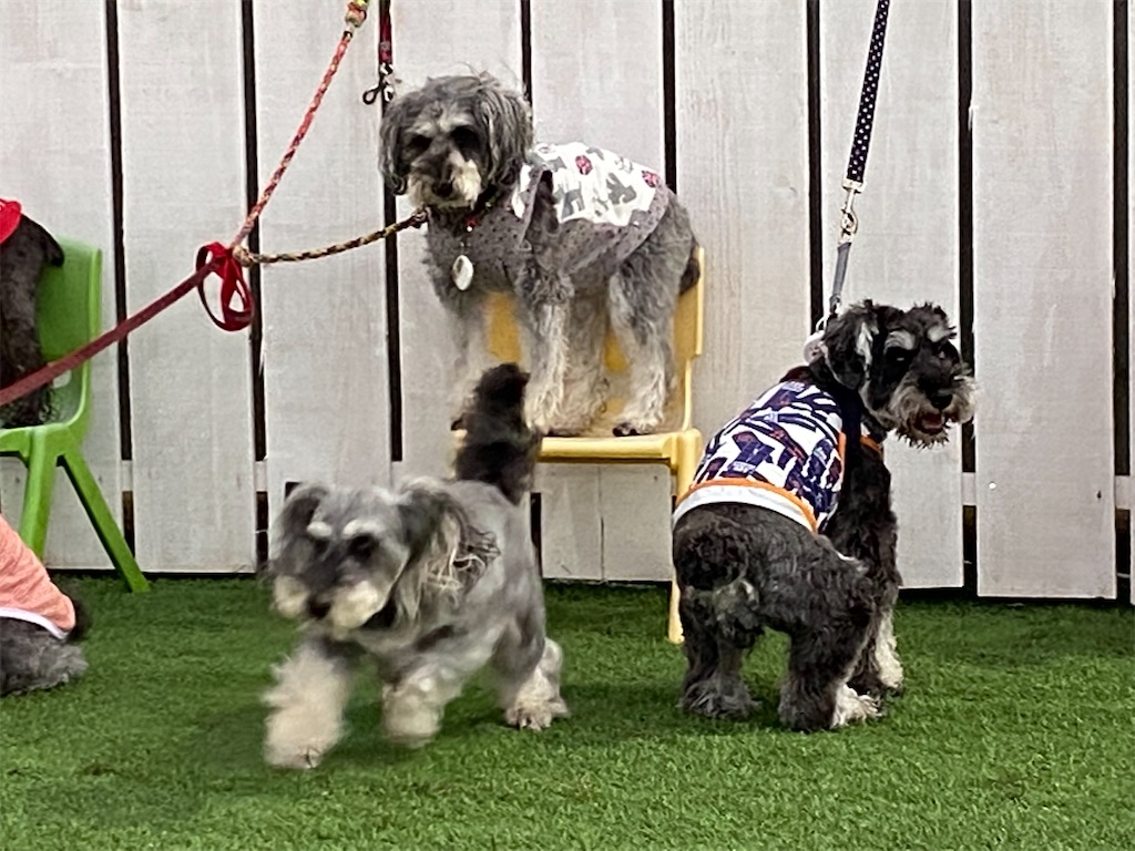 f:id:reiapapa:20210919171539j:image