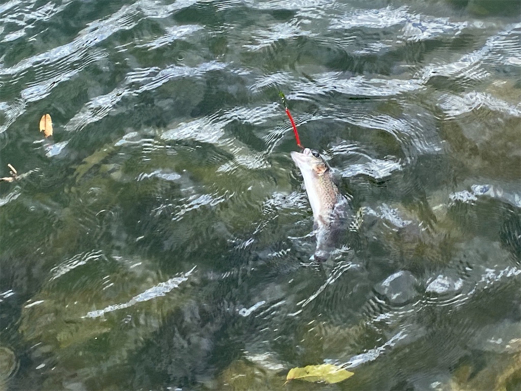 f:id:reiapapa:20211021172425j:image