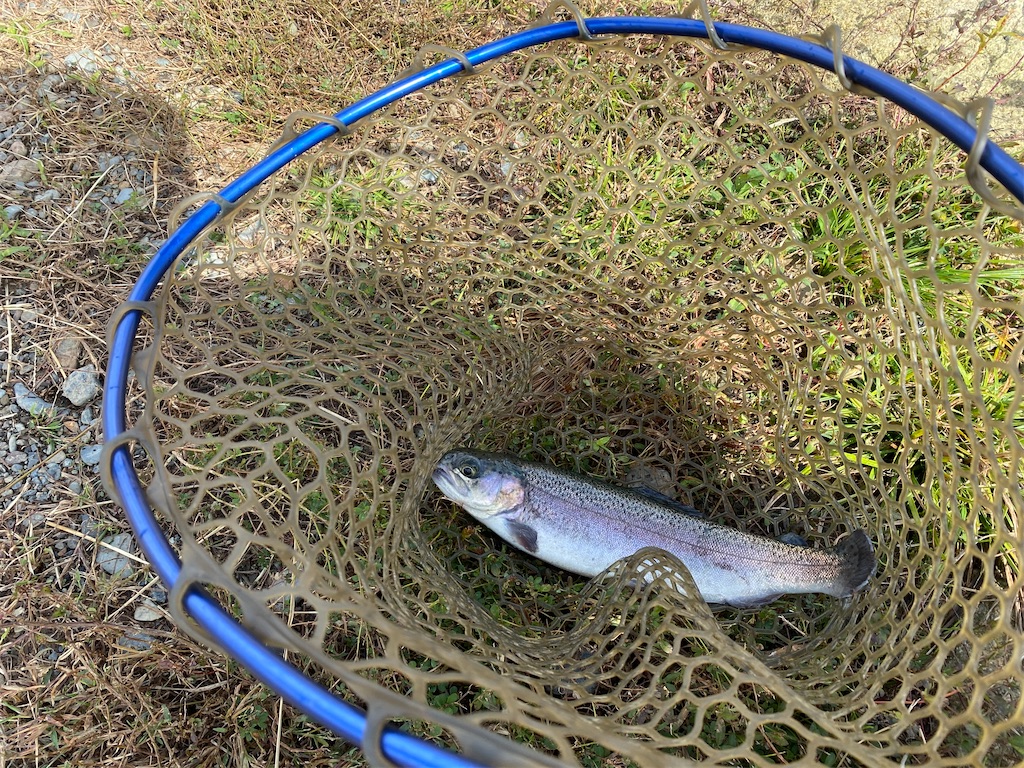 f:id:reiapapa:20211021172437j:image