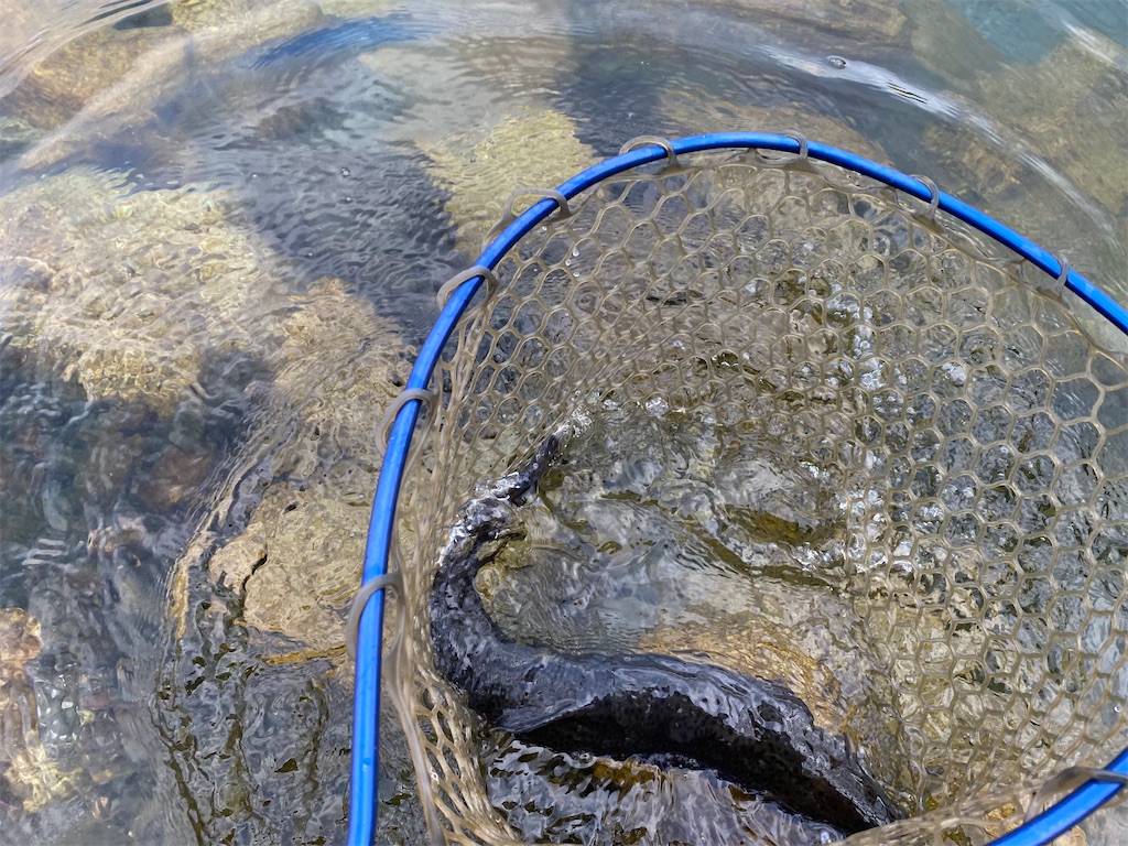 f:id:reiapapa:20211021172937j:image