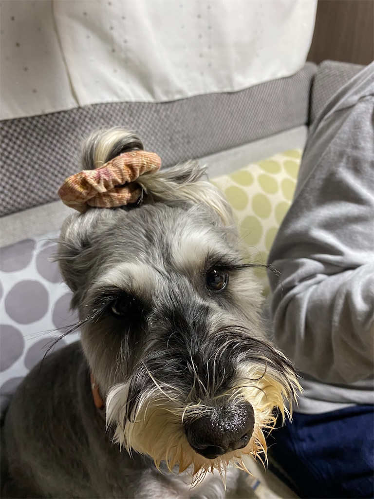 f:id:reiapapa:20220430194151j:image