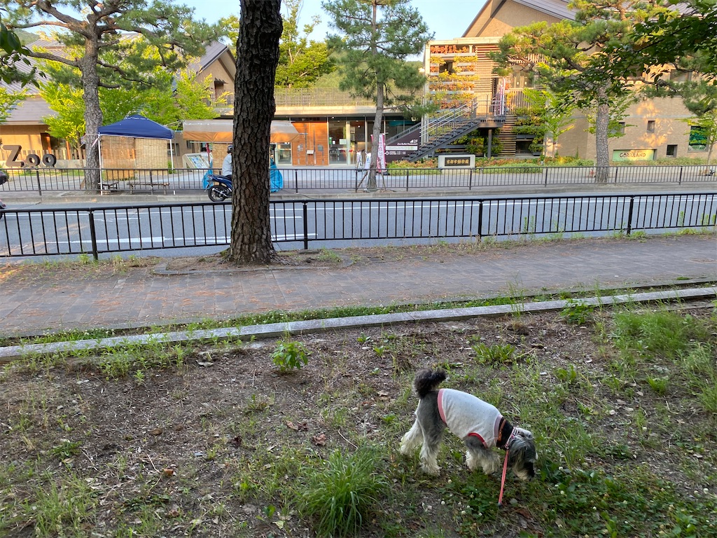 f:id:reiapapa:20220703082247j:image