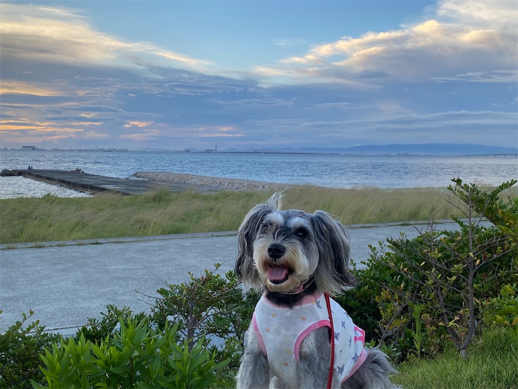 f:id:reiapapa:20220730185414j:image