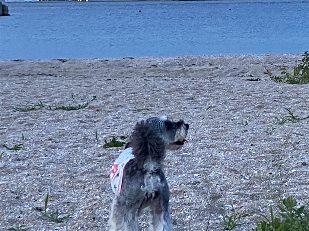 f:id:reiapapa:20220730190016j:image