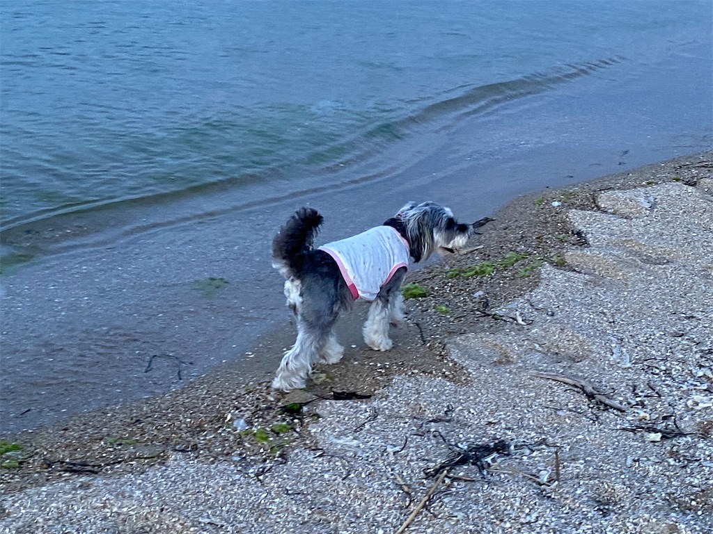 f:id:reiapapa:20220730201747j:image