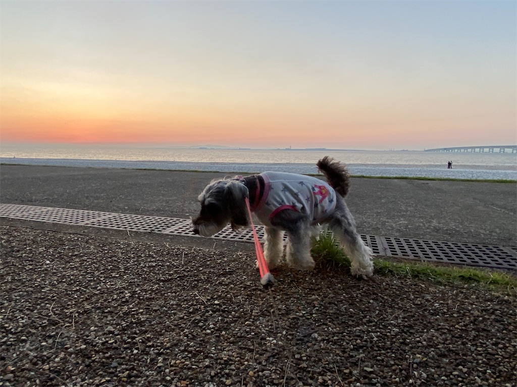 f:id:reiapapa:20220930190511j:image