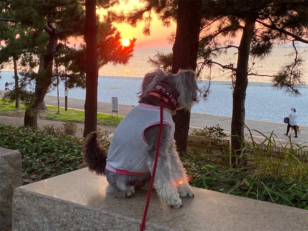 f:id:reiapapa:20220930194249j:image