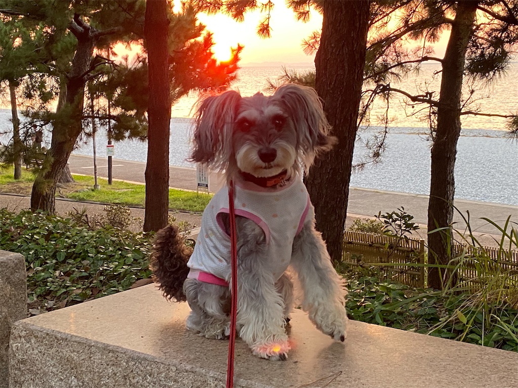 f:id:reiapapa:20220930194530j:image