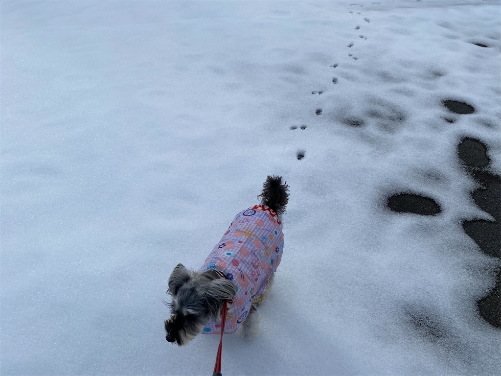 f:id:reiapapa:20230108172808j:image