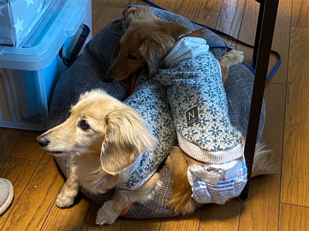 f:id:reiapapa:20230306160915j:image