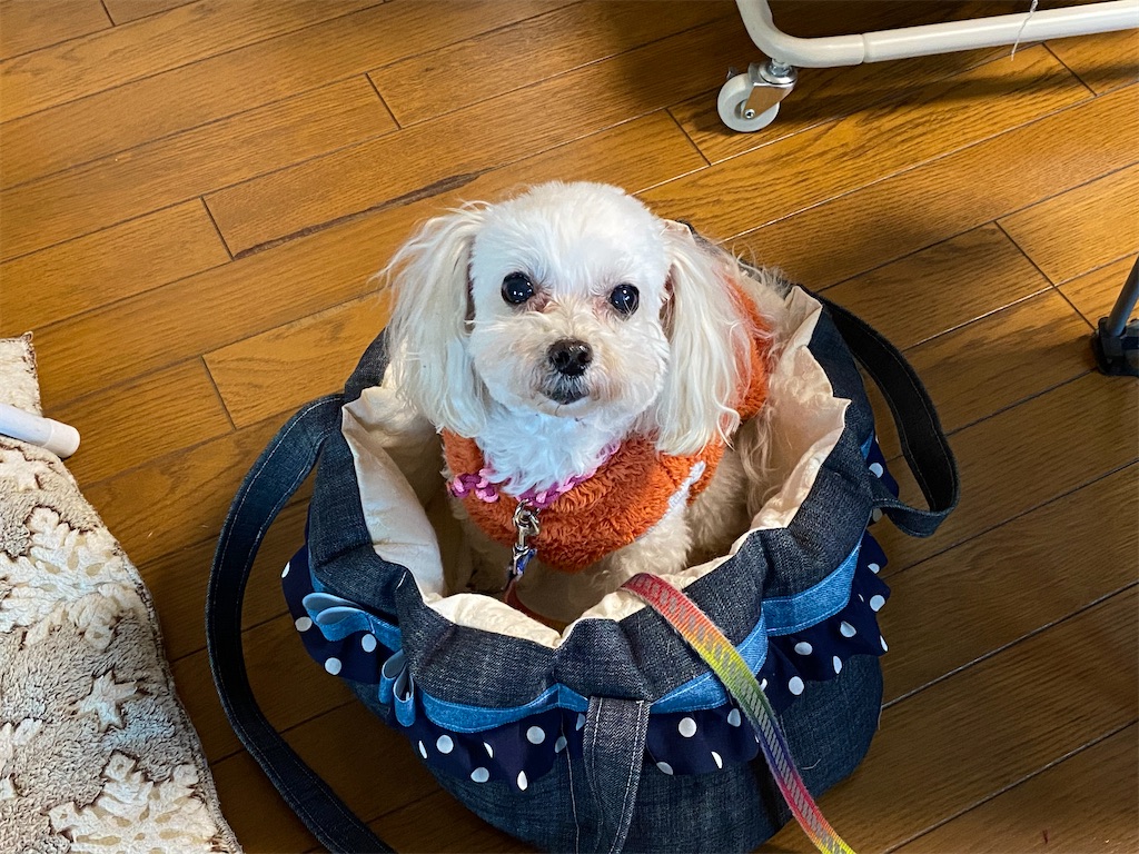 f:id:reiapapa:20230306160918j:image