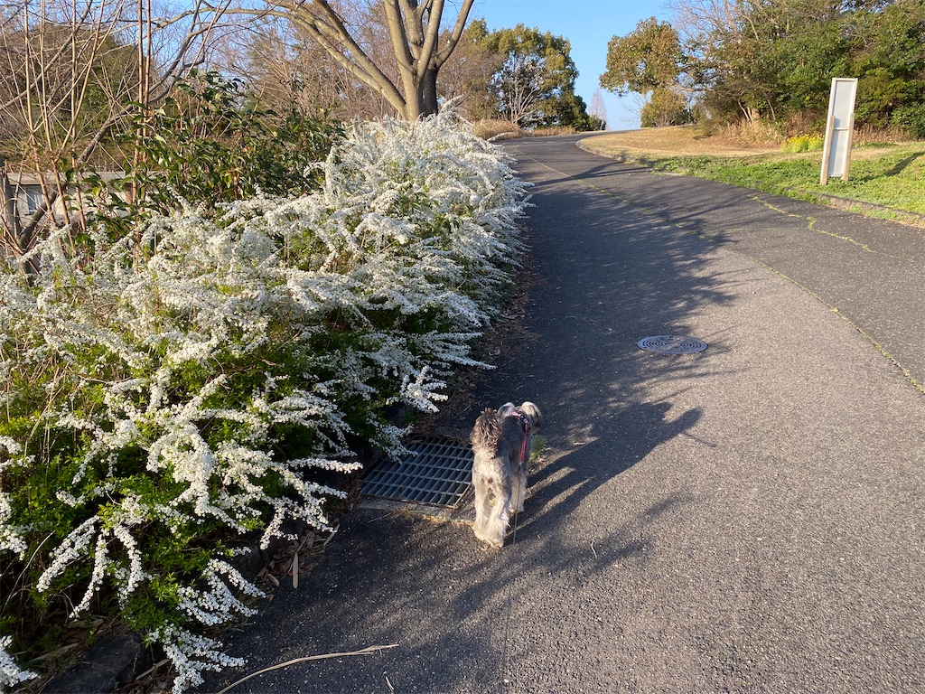 f:id:reiapapa:20230320134828j:image